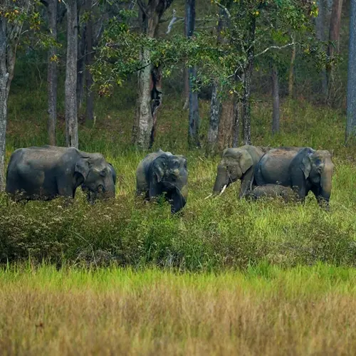 3 Days Wayanad Trip from Bangalore – Cab Package